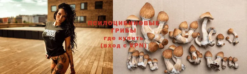 Галлюциногенные грибы Cubensis  Новосокольники 